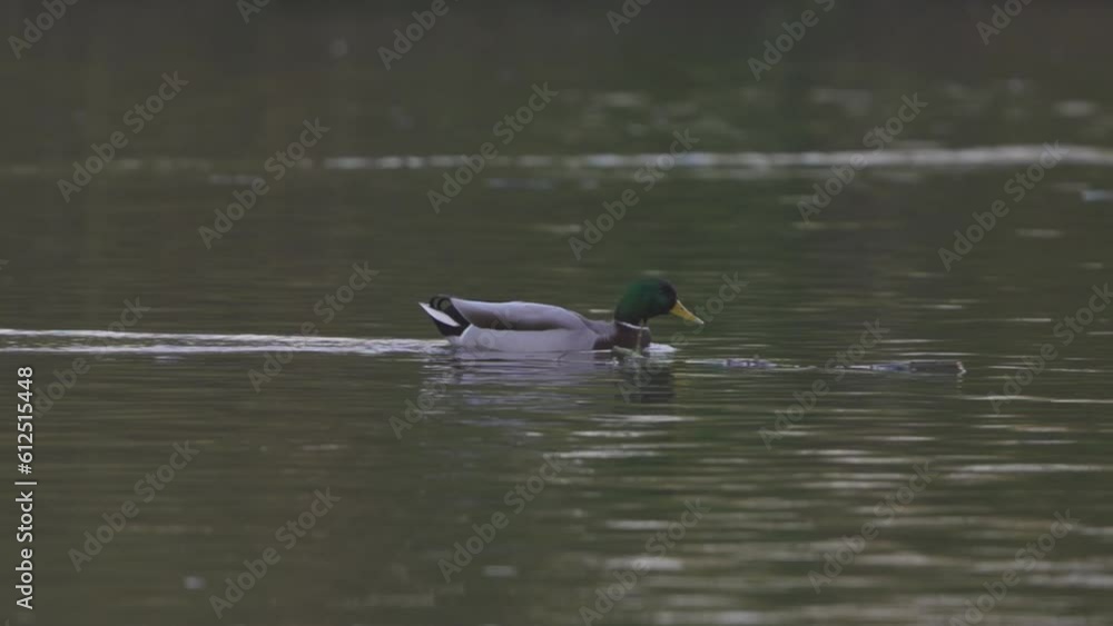 Close-up view of a mallard duck swimming in a pond Close-up view of a mallard duck swimming in a pond