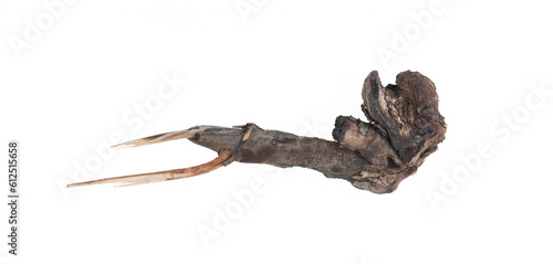 dried wooden root snag isolated on white background