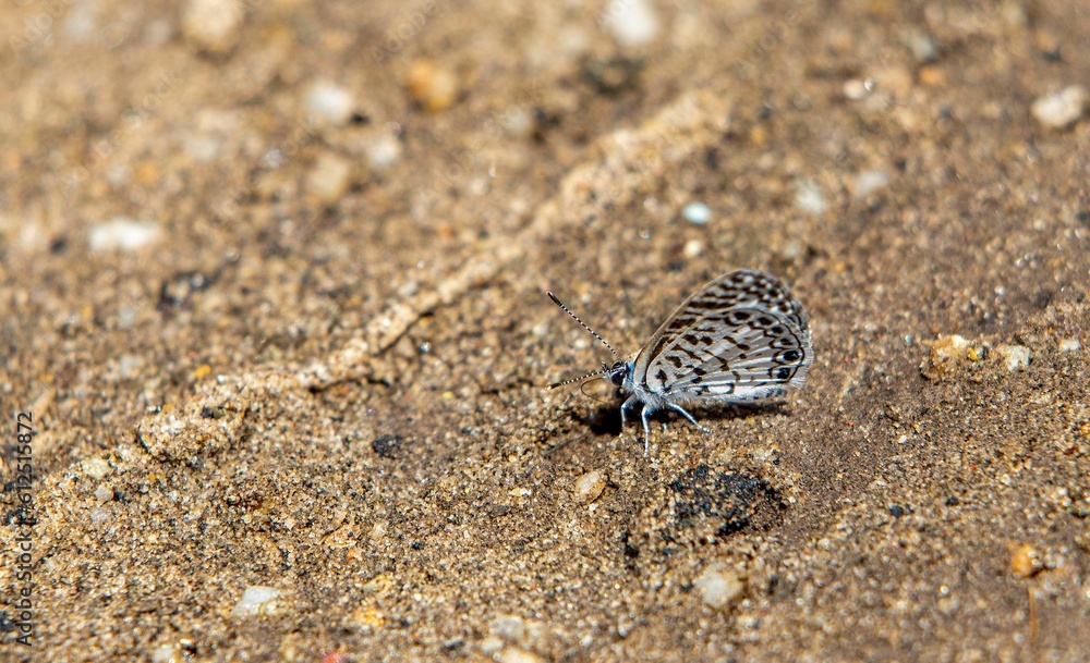 Closeup of the Cassius blue butterfly on a sandy sunlit ground