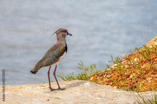 Closeup of a Southern lapwing standing on a sunlit stone with water blurred background photo
