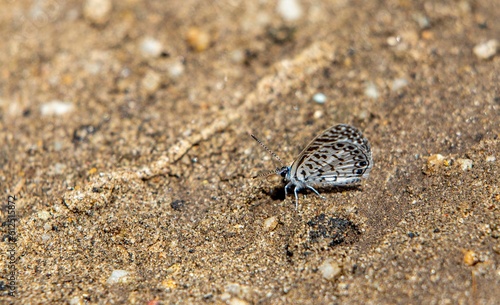 Closeup of the Cassius blue butterfly on a sandy sunlit ground