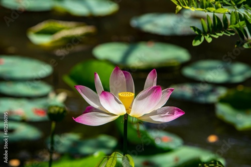 Soft focus of a white lotus with pink tips blooming on a pond on a sunny day
