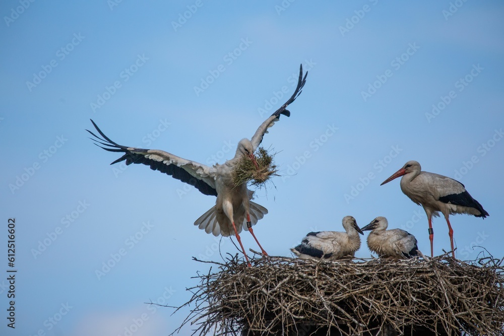 Fototapeta premium Family of White storks making a nest under the blue clear sky