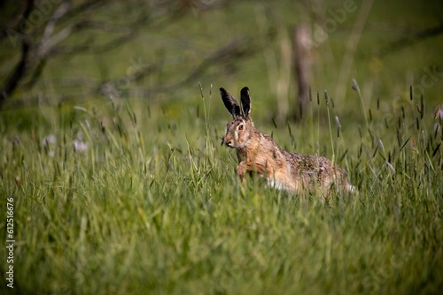 Fototapeta Naklejka Na Ścianę i Meble -  Closeup shot of a rabbit running in the grass