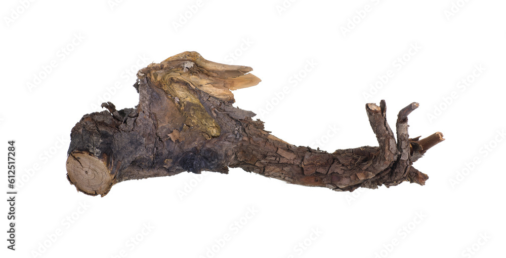 Fototapeta premium dried wooden root snag isolated on white background