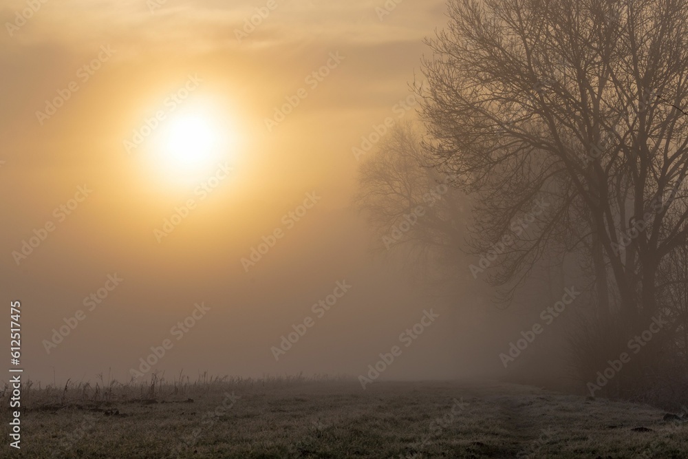 trees in fog and sun shining behind them on a foggy day