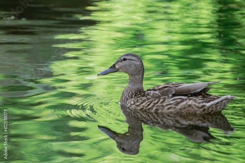 Closeup shot of a mallard duck swimming in the lake