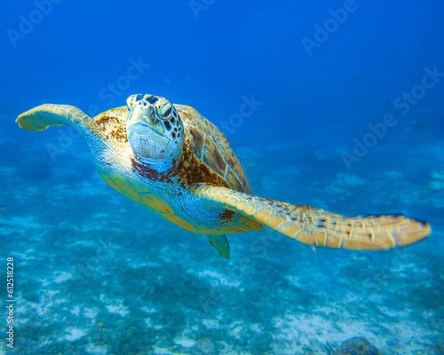 Sea turtle swimming in the crystal clear waters of the open ocean, Aruba