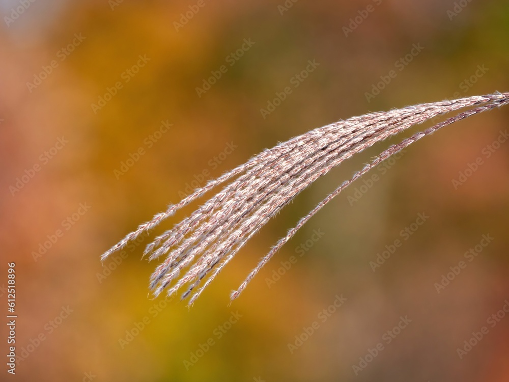 Selective focus shot of a wheat plant isolated on a blurred background