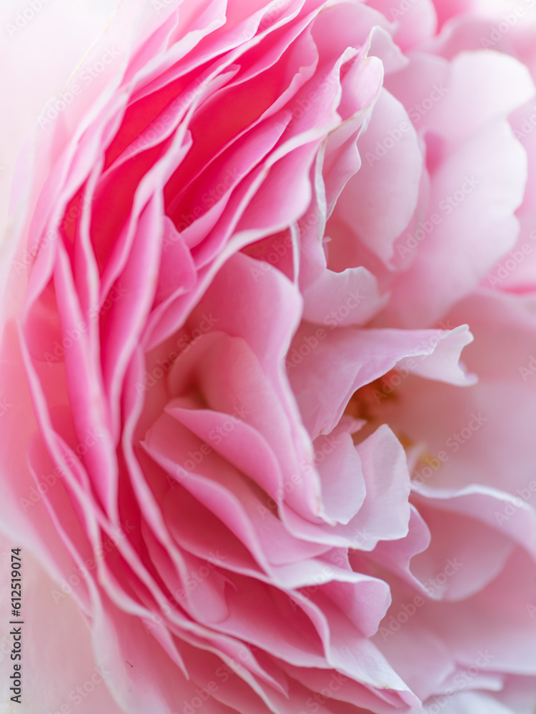 A defocused image of the soft pink layers of a flower blossom.
