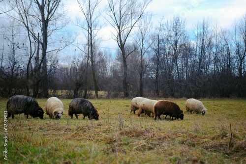 Beautiful shot of sheep grazing in a field
