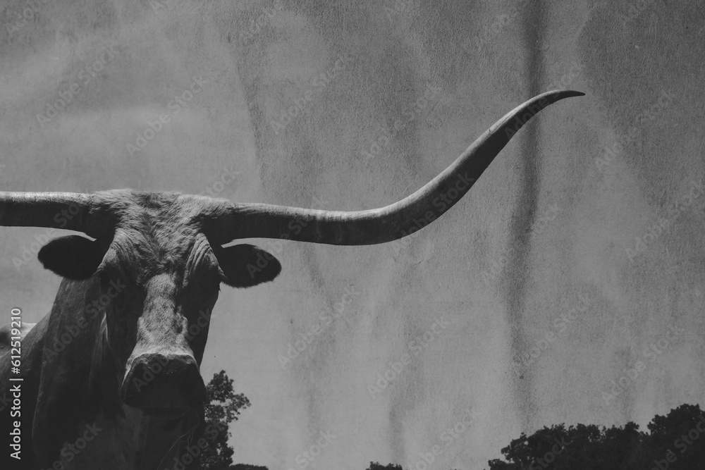Large horns on Texas longhorn cow with beautiful head in black and