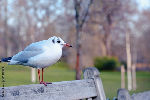 Closeup shot of a black-headed gull in its winter plumage perched on a wooden bench in the park