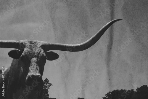 Large horns on Texas longhorn cow with beautiful head in black and white against rustic wrinkle texture background for animal art.