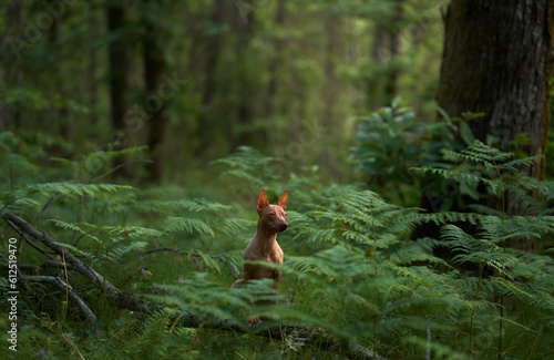 dog in ferns. American Hairless Terrier in the green forest. Pet in nature