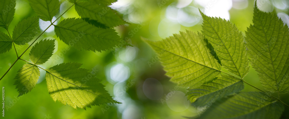 Defocused tree leaves. Natural bokeh, blurry background out of focus Defocused tree leaves. Natural bokeh, blurry background out of focus