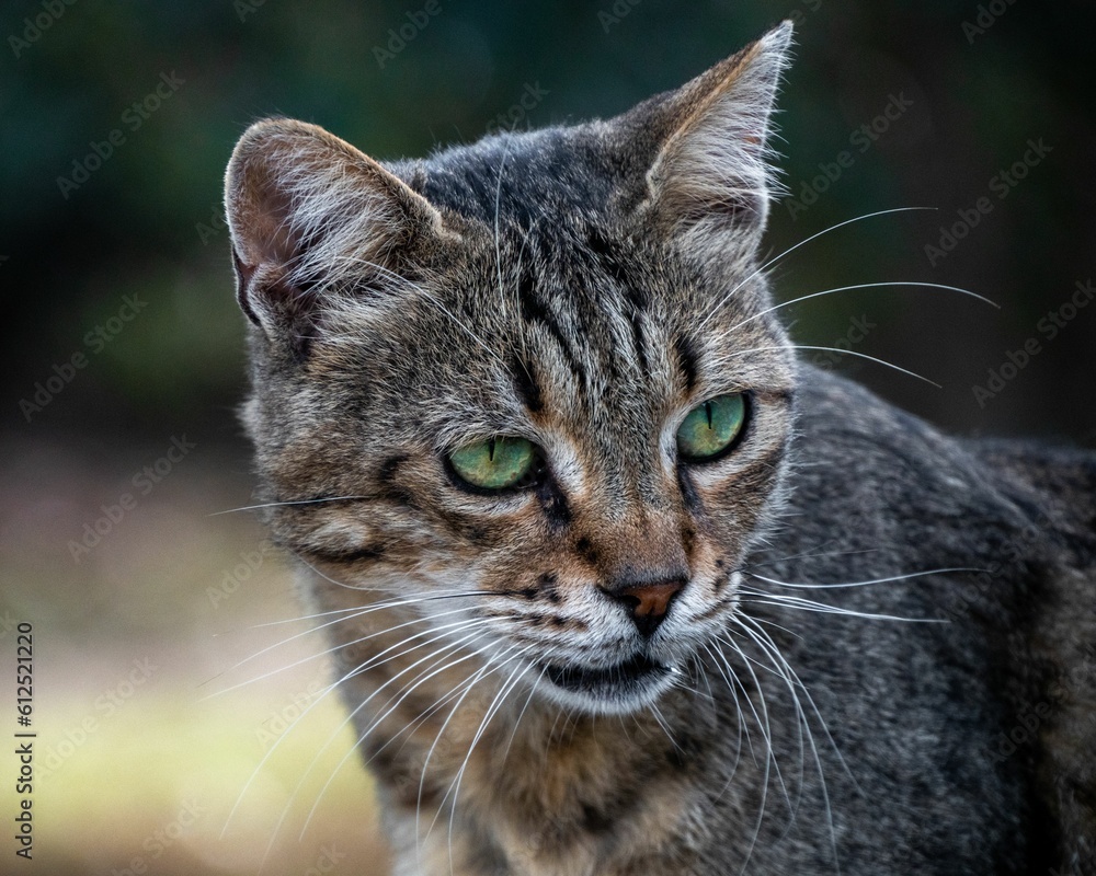Close-up portrait of a gray tabby cat looking away
