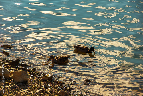 ripples on the water