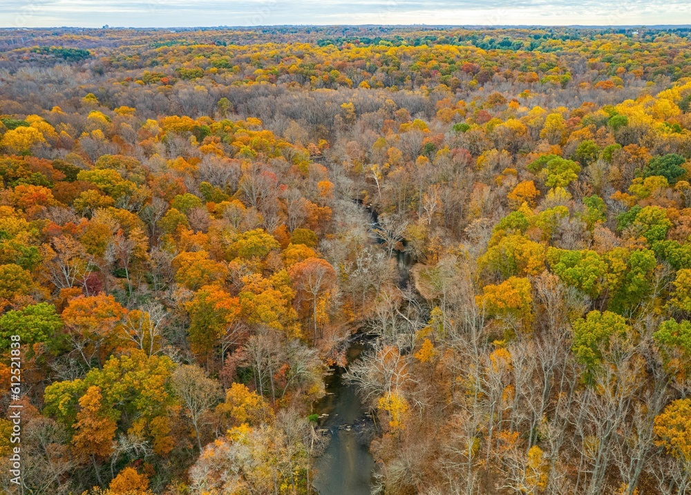 Aerial shot of fall foliage in a forest.