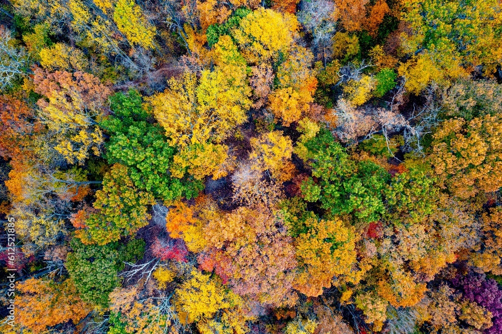 Aerial shot of fall foliage in a forest. Aerial shot of fall foliage in a forest.
