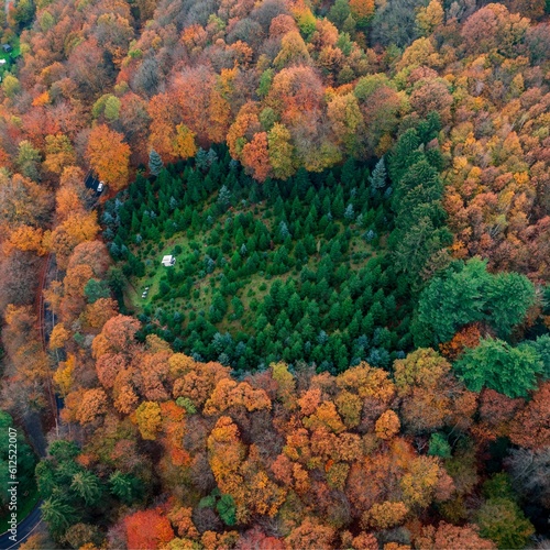 Wallpaper Mural Aerial view of a forest with colorful trees around in Solingen in Germany Torontodigital.ca