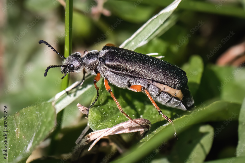 Fototapeta premium Side view of a gray Lytta Blister Beetle, with a furry and hairy abdomen, crawling up blades of green grass. Long Island, New York, USA