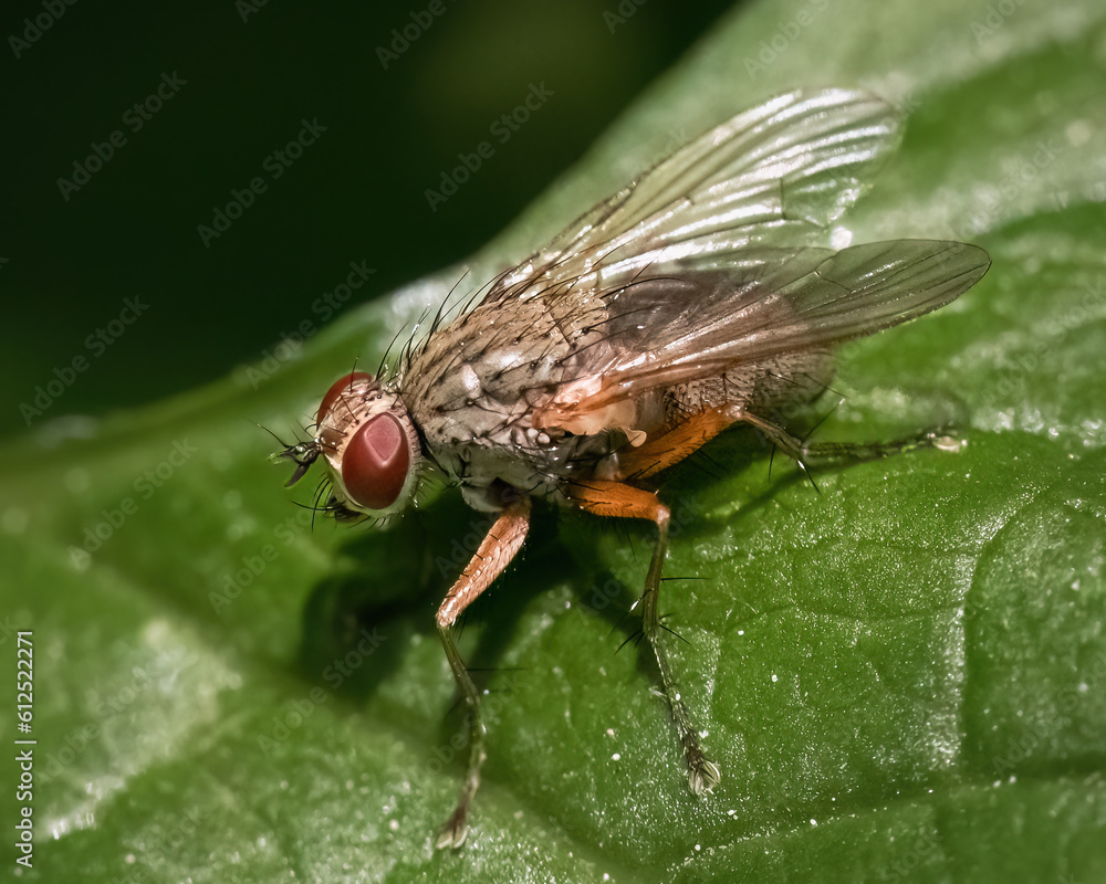 Side view of a tan and brown House Fly (Muscidae) on a green leaf. Long Island, New York, USA Side view of a tan and brown House Fly (Muscidae) on a green leaf. Long Island, New York, USA