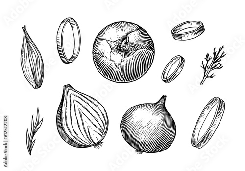 Onion bulb, Half cutout slice and rings. Hand drawn with ink in vintage style. Linear graphic outline design. Detailed vegetarian food. Vector illustration for label, poster, print
