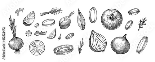 Onion bulb, Half cutout slice and rings. Hand drawn with ink in vintage style. Linear graphic outline design. Detailed vegetarian food. Vector illustration for label, poster, print