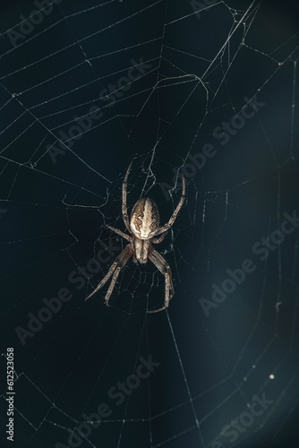 Bridge-spider (Larinioides sclopetarius) weaving a net on a dark, blurred background