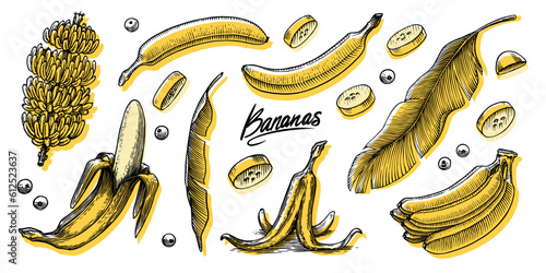 Banana fruit and palm leaves. Hand drawn with ink in vintage style. Linear graphic design. Detailed vegetarian food. Vector illustration for label, poster, print