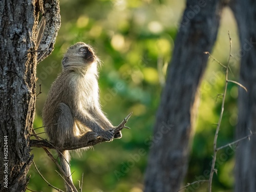 Photography Shallow focus shot of a monkey on the tree