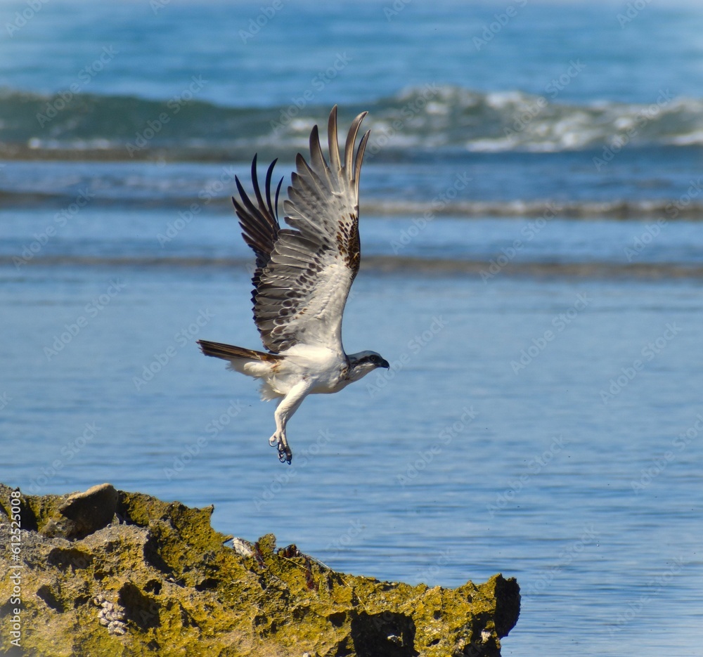 View of a sea eagle flying with open wigs.