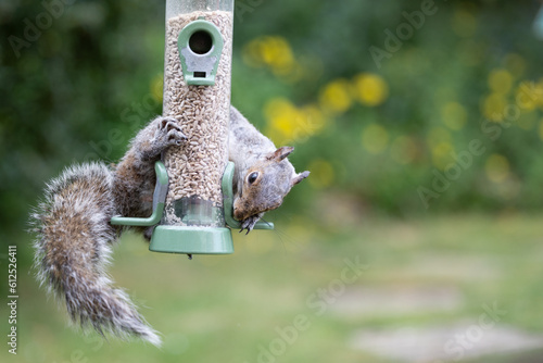 Female grey squirrel (sciurus carolinensis) is eating from a bird feeder filled with sunflower hearts in garden, Yorkshire, UK in June
