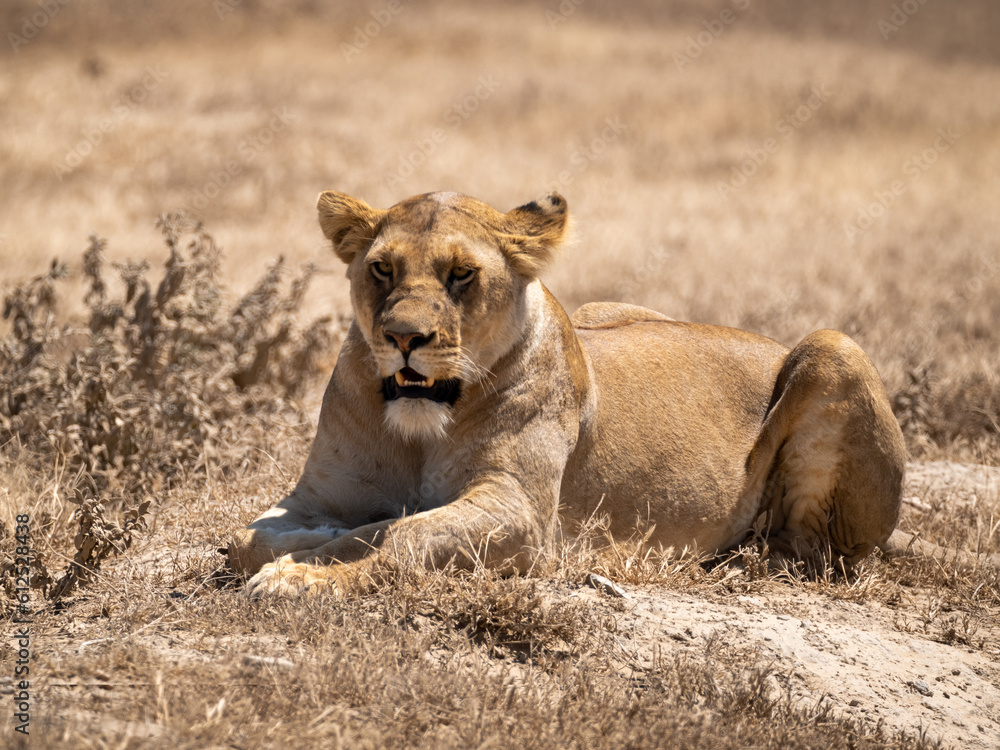 Portrait of a lazy lioness lying on savannah grass. beautiful green background Portrait of a lazy lioness lying on savannah grass. beautiful green background