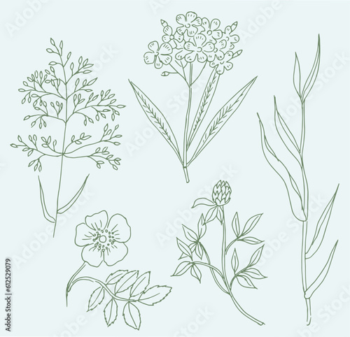 Greenery, flower doodle, line art, herbs and flowers, plants, floral elements, botanical drawing 