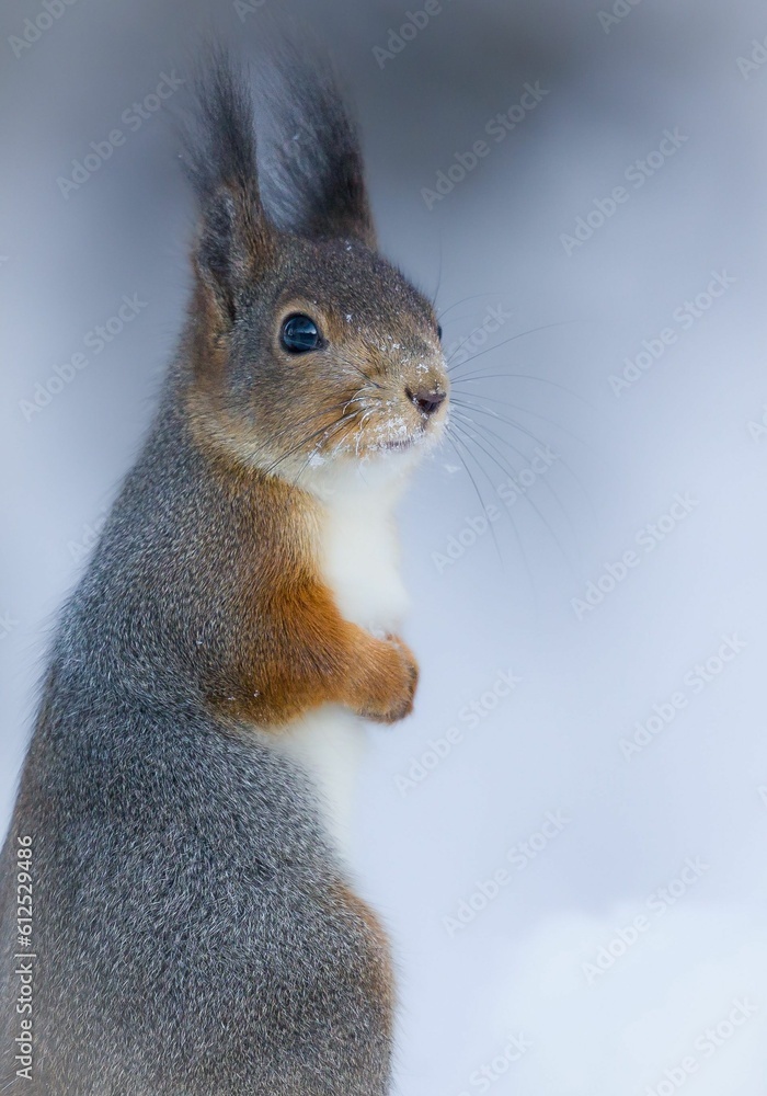 Vertical closeup of a red squirrel (Sciurus vulgaris) against snowy background Vertical closeup of a red squirrel (Sciurus vulgaris) against snowy background