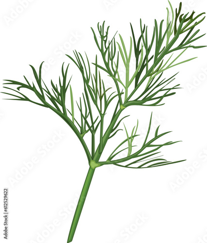 Obraz na plátně dill isolated on white background