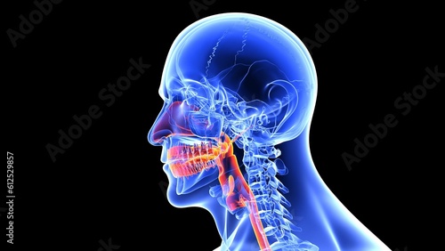 Human body diagram representing the throat pain