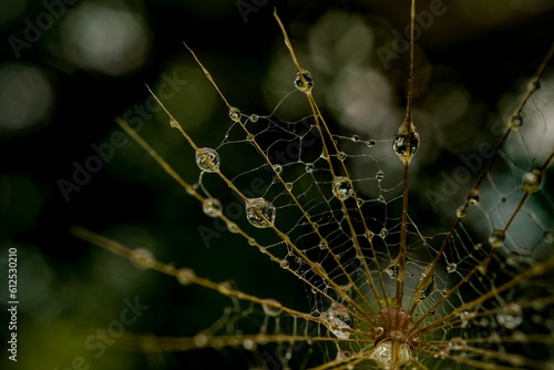 Closeup of water drops on spider web