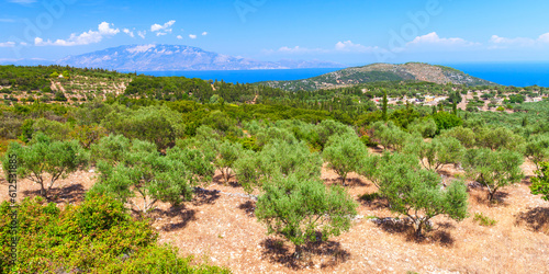 Coastal summer landscape with olive trees on a sunny summer day