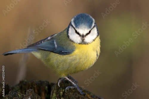 Closeup of an adorable blue tit perching on a tree trunk
