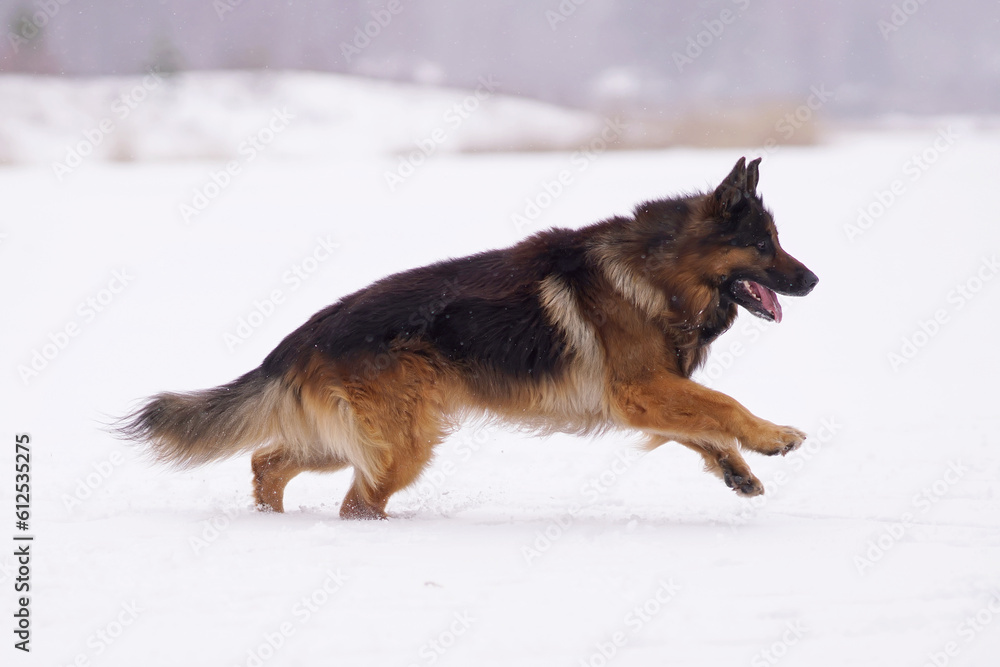 Active old senior long-haired black and tan German Shepherd dog posing outdoors running on a snow in winter