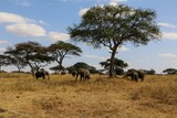 Herd of African elephants grazing in a yellow grassland on a sunny day