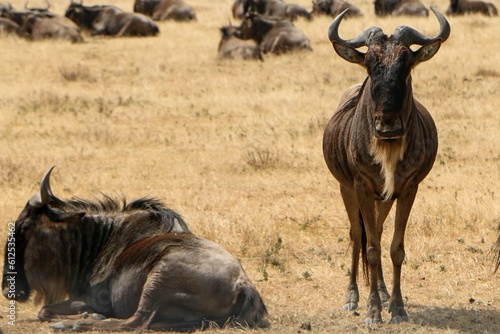 Blue wildebeests, one standing and another lying on wild brown grass farm