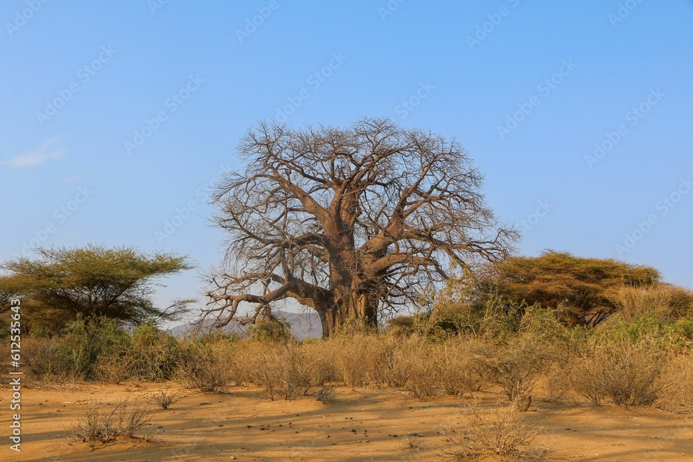 Nature scene with trees and various plants on the dry ground during the daytime Nature scene with trees and various plants on the dry ground during the daytime