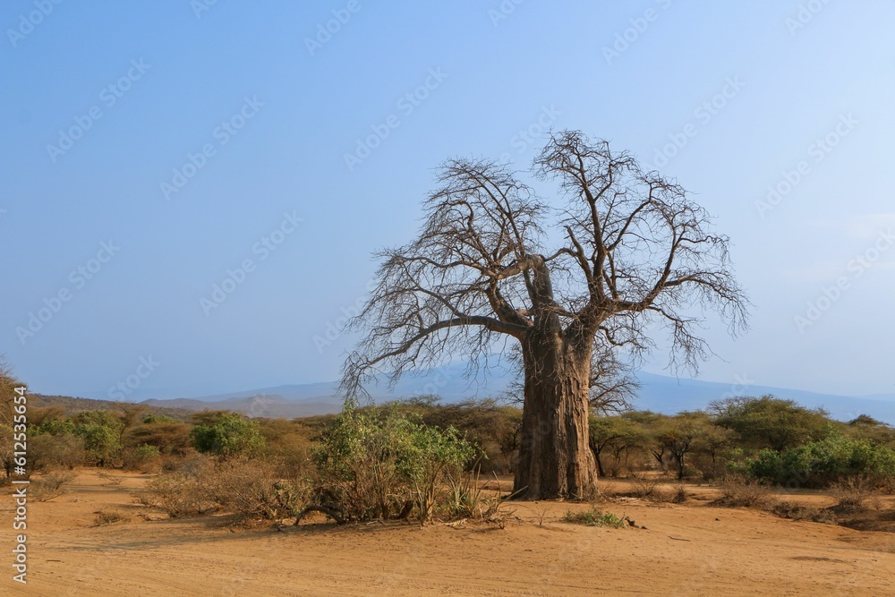 Nature scene with trees and various plants on the dry ground during the daytime