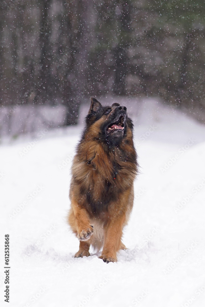 Active old senior long-haired black and tan German Shepherd dog posing outdoors standing on a snow being ready to jump in winter Active old senior long-haired black and tan German Shepherd dog posing outdoors standing on a snow being ready to jump in winter