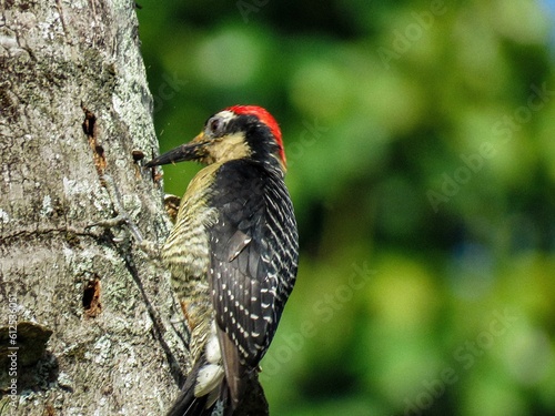 Beautiful view of a Melanerpine woodpeckers