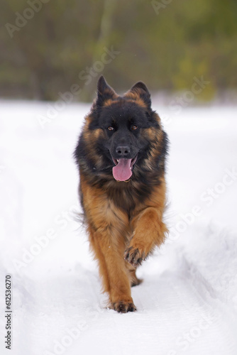 Cute young long-haired black and tan German Shepherd dog posing outdoors walking on a snow in winter